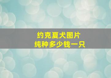 约克夏犬图片 纯种多少钱一只